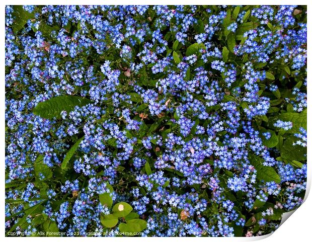 Forget-me-nots Print by Alix Forestier