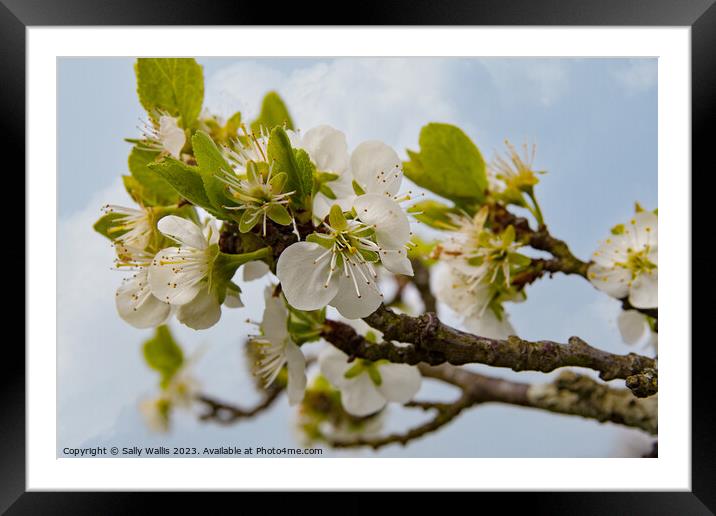 Apple blossom Framed Mounted Print by Sally Wallis