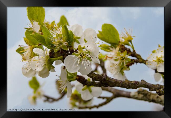 Apple blossom Framed Print by Sally Wallis
