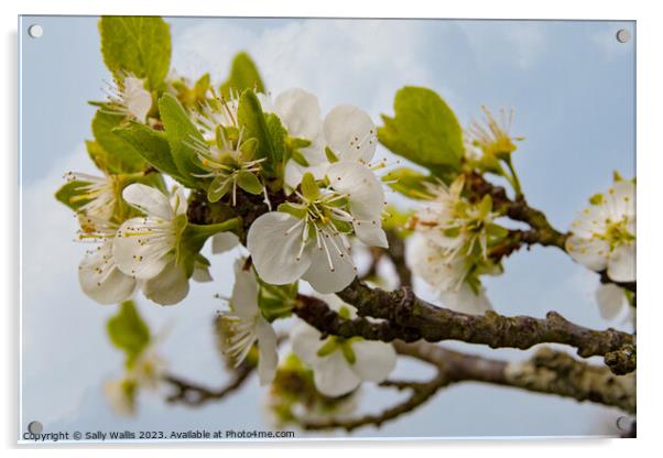 Apple blossom Acrylic by Sally Wallis