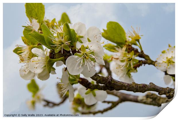 Apple blossom Print by Sally Wallis
