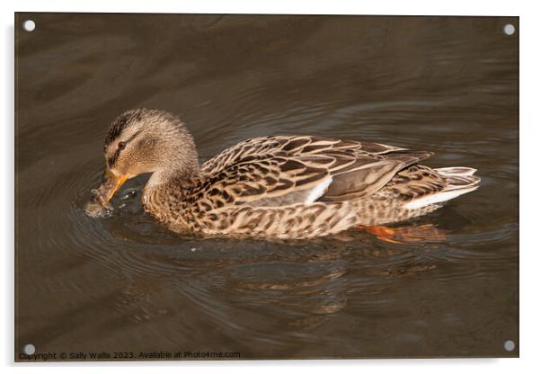 Female Mallard Acrylic by Sally Wallis