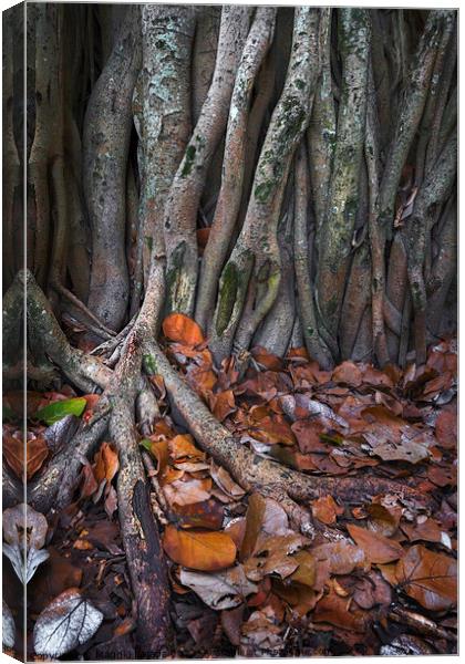 Wondering Roots on Trees with Brown leaves. Canvas Print by Maggie Bajada