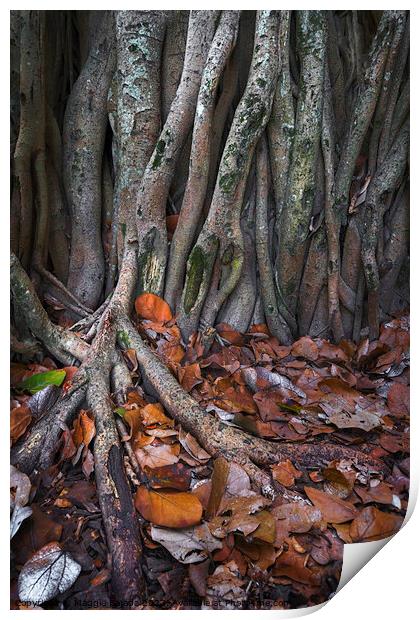 Wondering Roots on Trees with Brown leaves. Print by Maggie Bajada