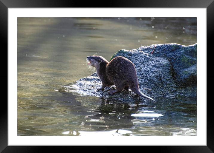 Majestic European Otter Framed Mounted Print by kathy white