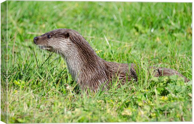 European Otter close up Canvas Print by kathy white