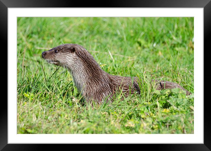 European Otter close up Framed Mounted Print by kathy white