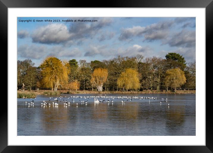 Wildlife coping with partial thin ice on pond Framed Mounted Print by Kevin White