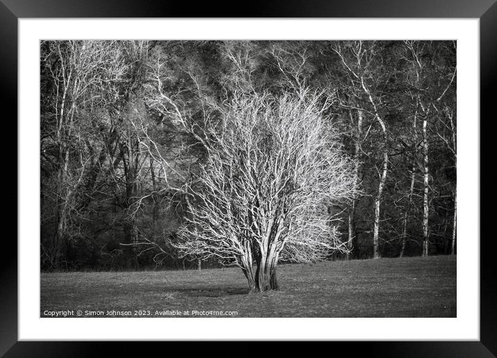 sunlit tree in Monochrome Framed Mounted Print by Simon Johnson