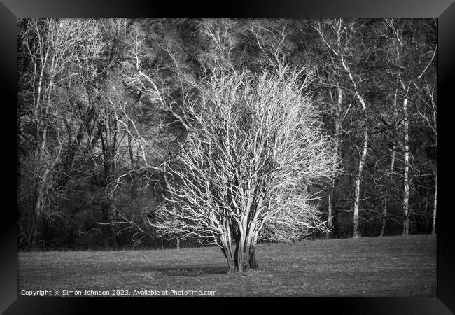 sunlit tree in Monochrome Framed Print by Simon Johnson