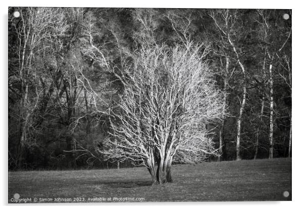 sunlit tree in Monochrome Acrylic by Simon Johnson