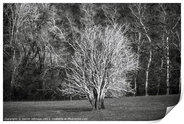 sunlit tree in Monochrome Print by Simon Johnson