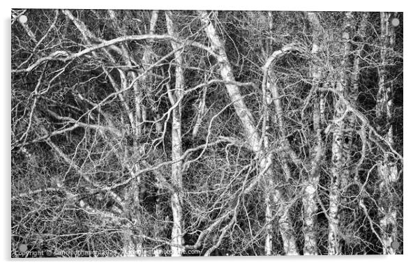 silver birch  Monochrome  Acrylic by Simon Johnson