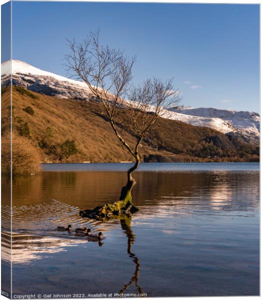 Views around Llanberis in winter with snow on the hills  Canvas Print by Gail Johnson