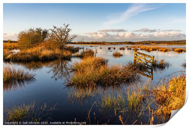 Walking around the wet lands bird sancutaury Anglesey  Print by Gail Johnson