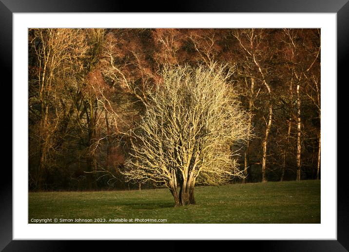 sunlit  tree Framed Mounted Print by Simon Johnson