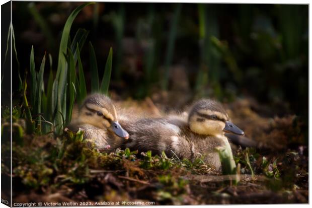 Two Nestling Ducklings Canvas Print by Victoria Welton