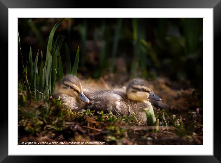 Two Nestling Ducklings Framed Mounted Print by Victoria Welton