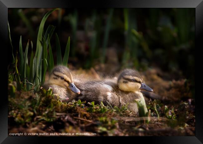 Two Nestling Ducklings Framed Print by Victoria Welton