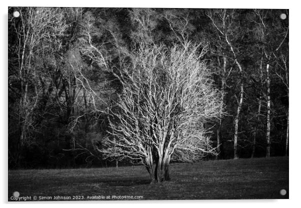 sunlit tree Acrylic by Simon Johnson