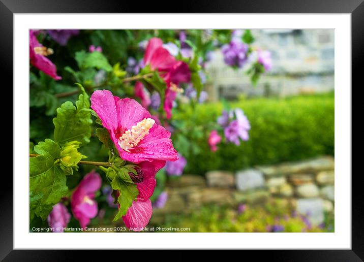 Hibiscus Syriacus II Framed Mounted Print by Marianne Campolongo