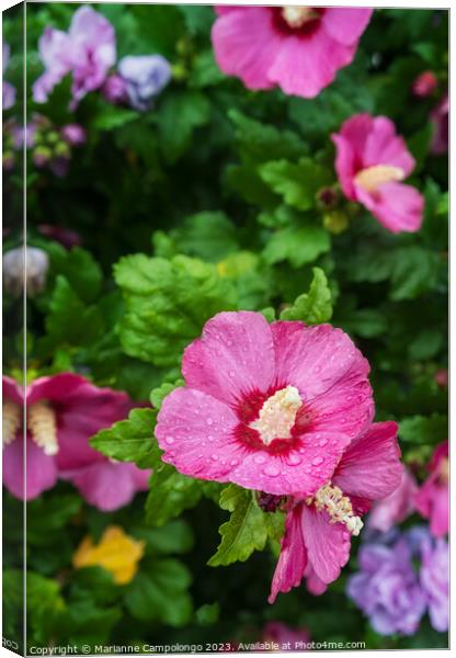 Hibiscus syriacus Canvas Print by Marianne Campolongo