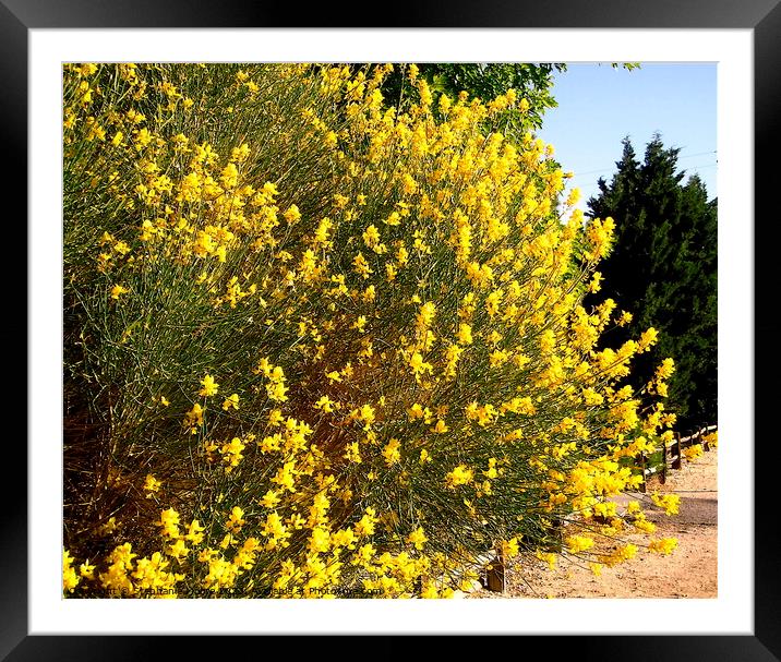 Yellow forsythia Framed Mounted Print by Stephanie Moore