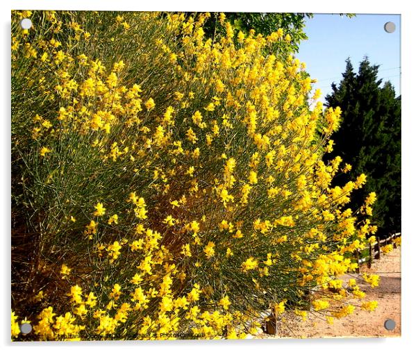 Yellow forsythia Acrylic by Stephanie Moore