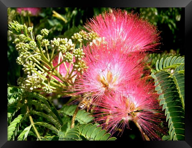 Pink Mimosa Framed Print by Stephanie Moore