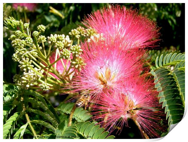 Pink Mimosa Print by Stephanie Moore