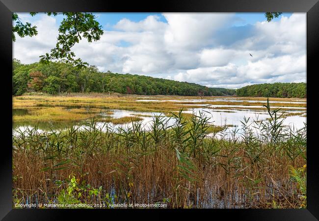 Lovely Wetlands Framed Print by Marianne Campolongo