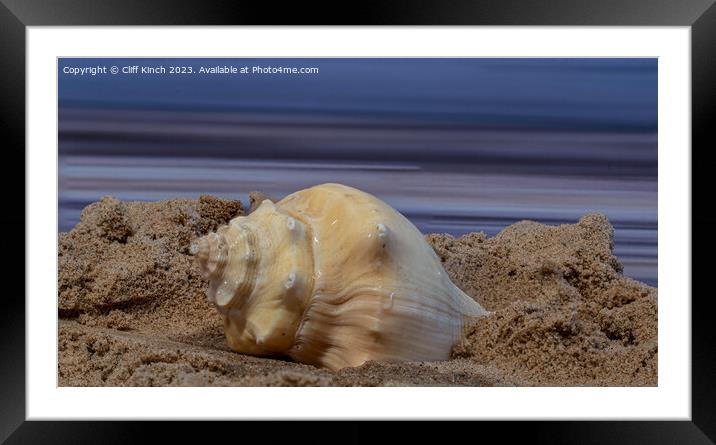 Shell on a beach Framed Mounted Print by Cliff Kinch