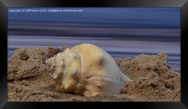 Shell on a beach Framed Print by Cliff Kinch