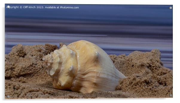 Shell on a beach Acrylic by Cliff Kinch
