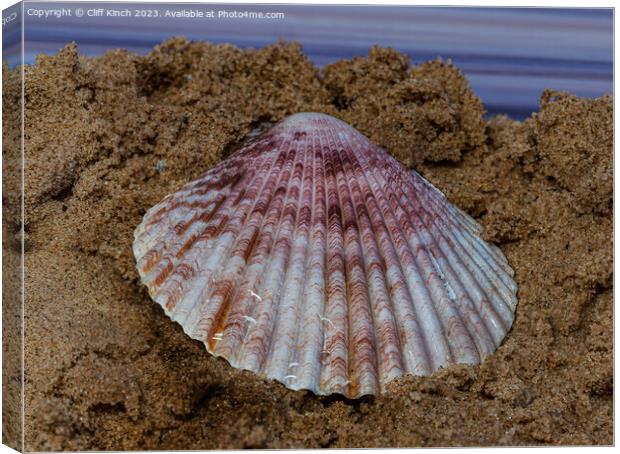 Sea shell on sand Canvas Print by Cliff Kinch