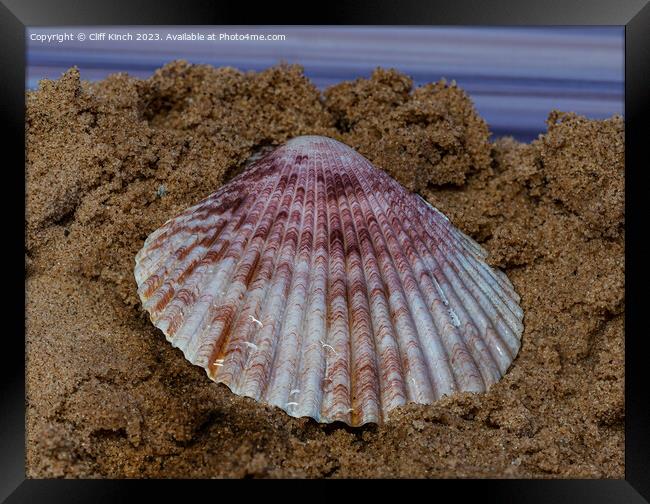 Sea shell on sand Framed Print by Cliff Kinch