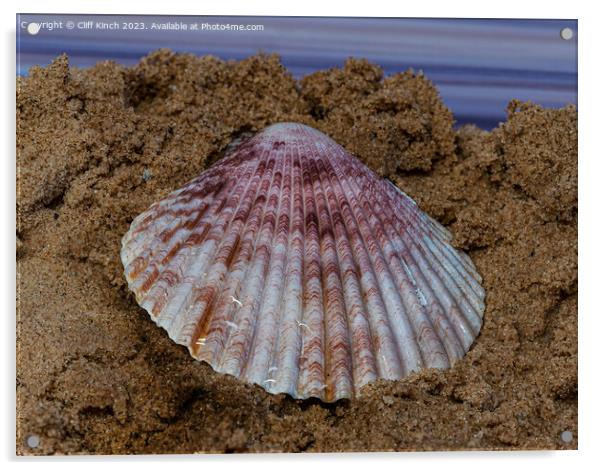 Sea shell on sand Acrylic by Cliff Kinch