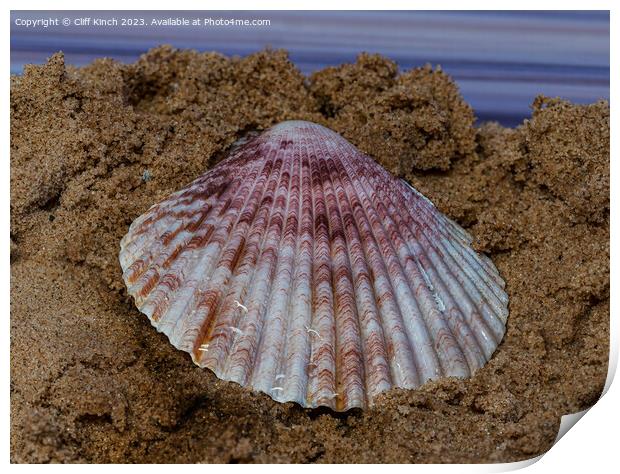 Sea shell on sand Print by Cliff Kinch
