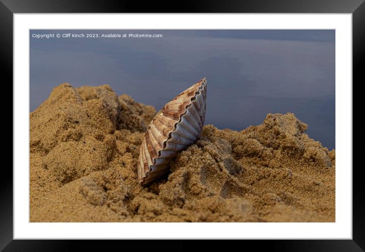 A seashell in the sand Framed Mounted Print by Cliff Kinch