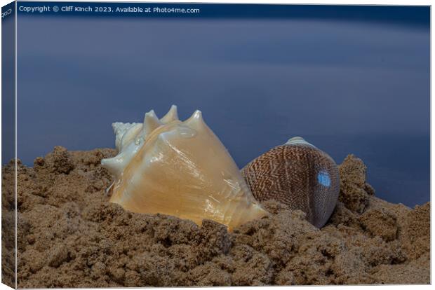 A pair of sea shells Canvas Print by Cliff Kinch