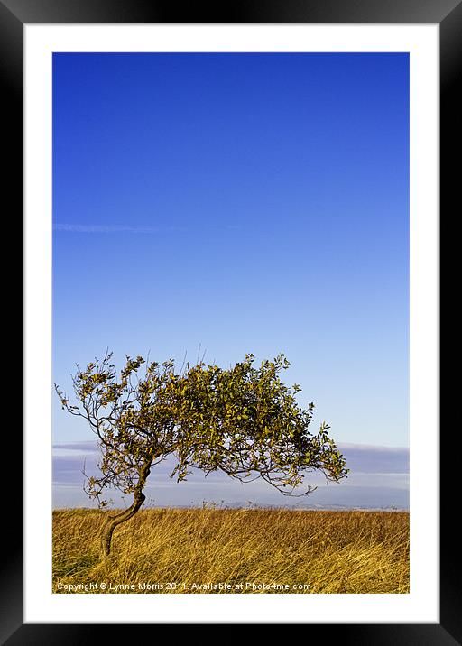 Lonely Framed Mounted Print by Lynne Morris (Lswpp)