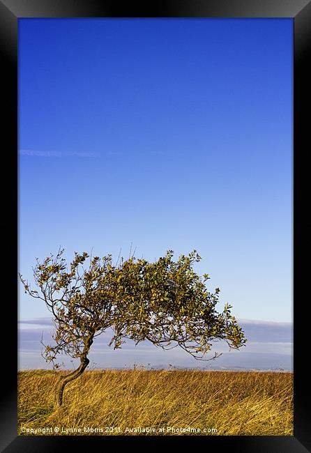 Lonely Framed Print by Lynne Morris (Lswpp)