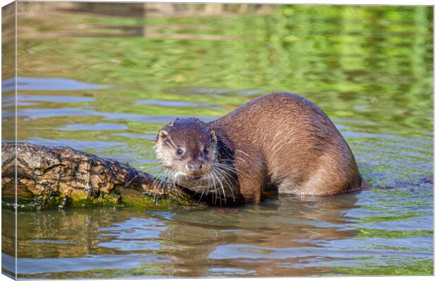 European Otter on a rock in the river Canvas Print by kathy white