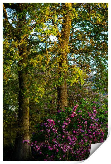 Spring has Sprung Print by Gerry Walden LRPS