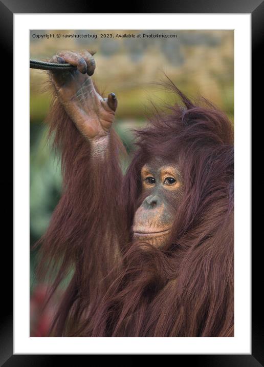 Orangutan Kayan Framed Mounted Print by rawshutterbug 