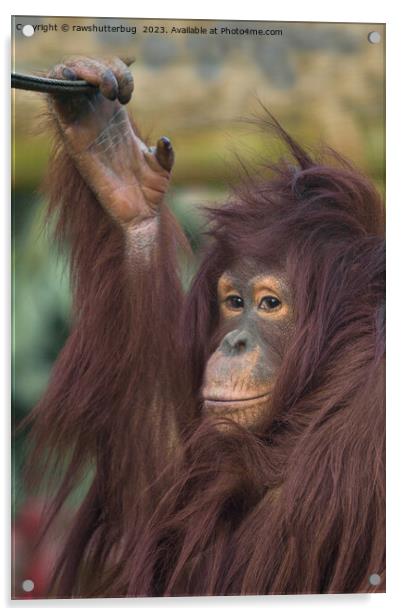 Orangutan Kayan Acrylic by rawshutterbug 