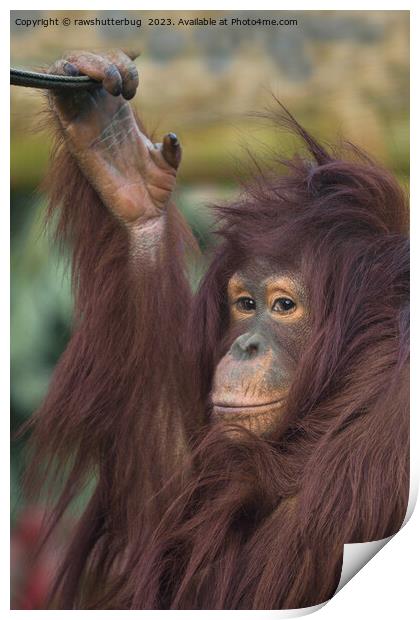 Orangutan Kayan Print by rawshutterbug 