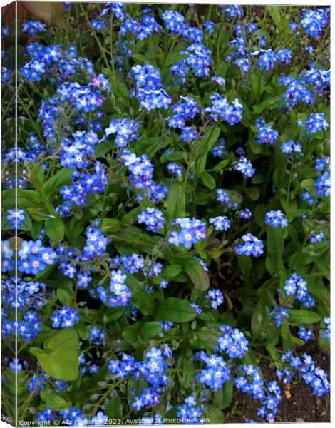 Forget-me-nots  Canvas Print by Alix Forestier