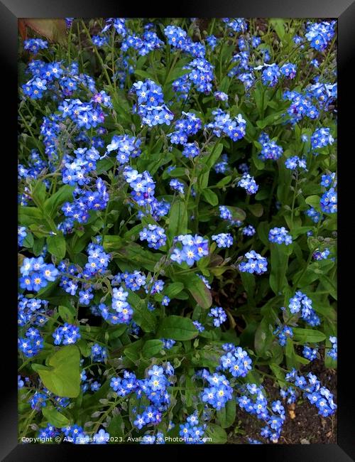 Forget-me-nots  Framed Print by Alix Forestier