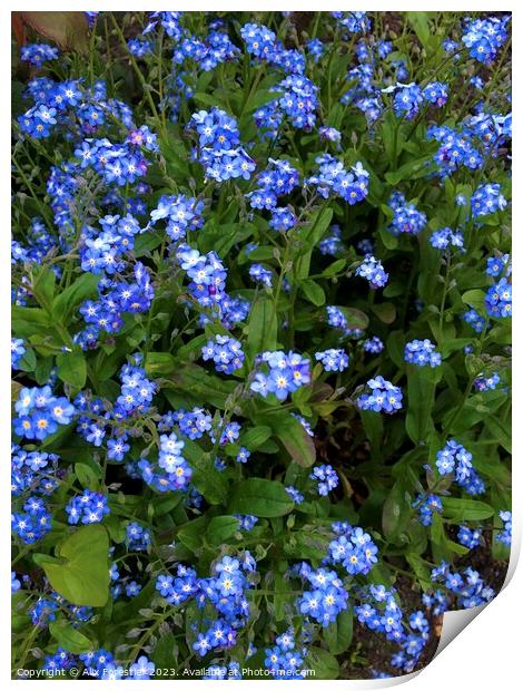 Forget-me-nots  Print by Alix Forestier
